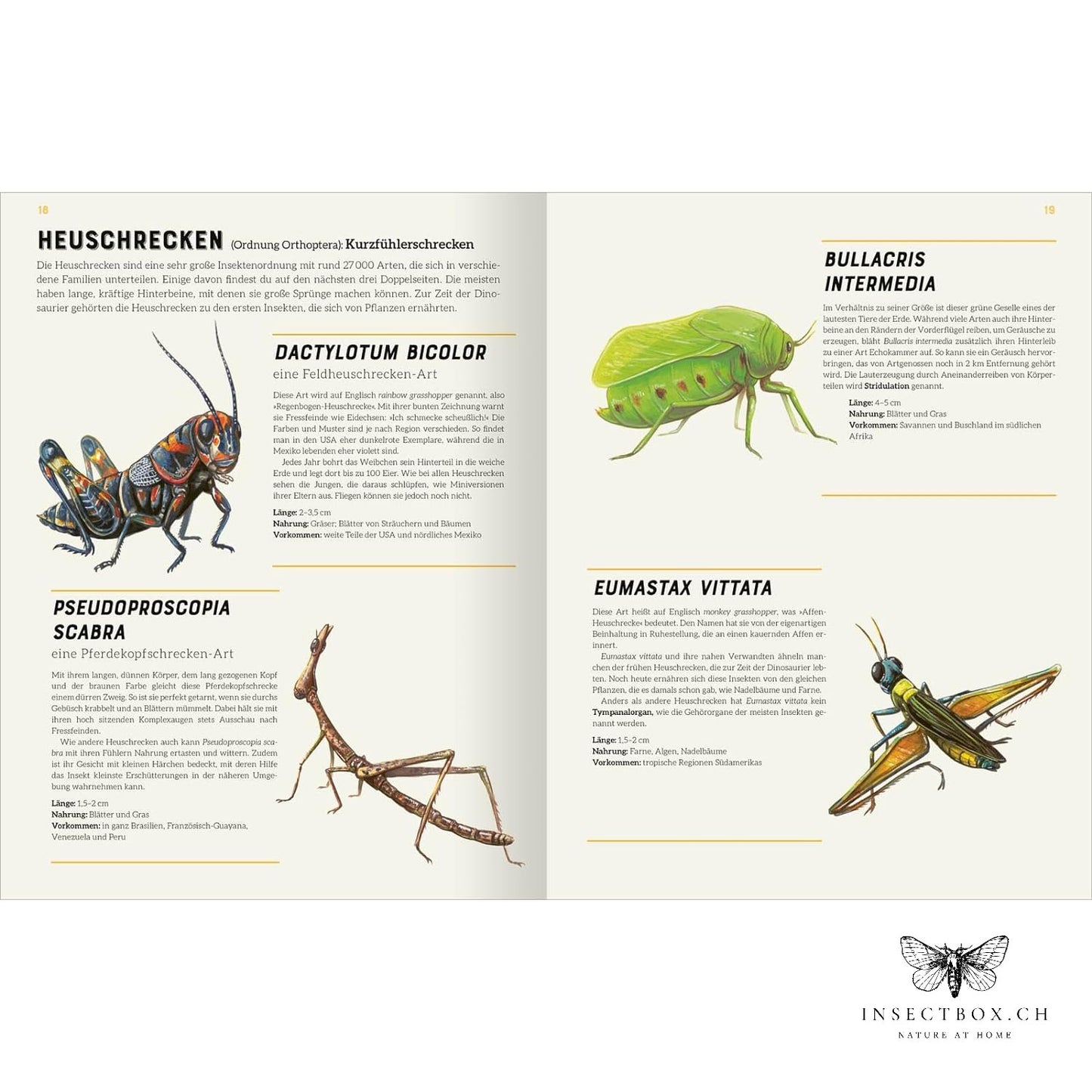 The big lexicon of insects (available again)