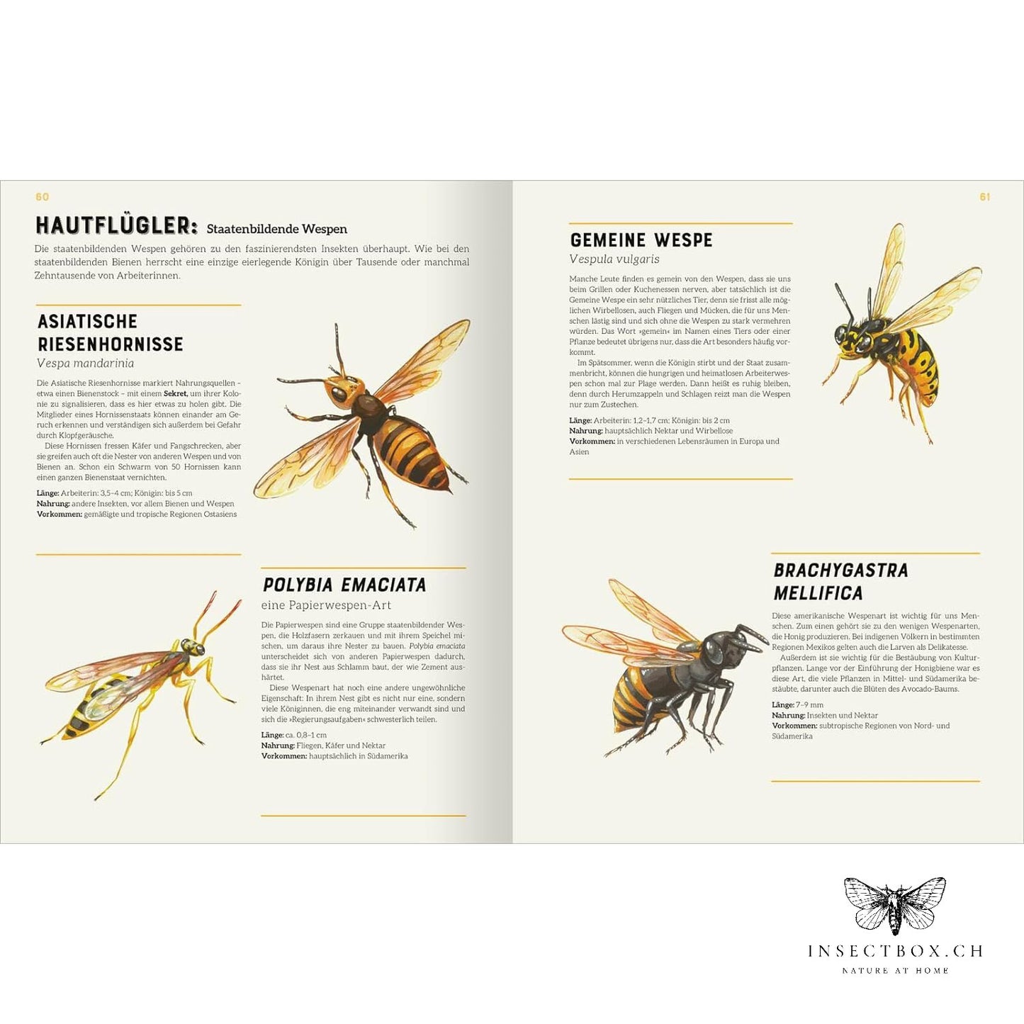 The big lexicon of insects (available again)