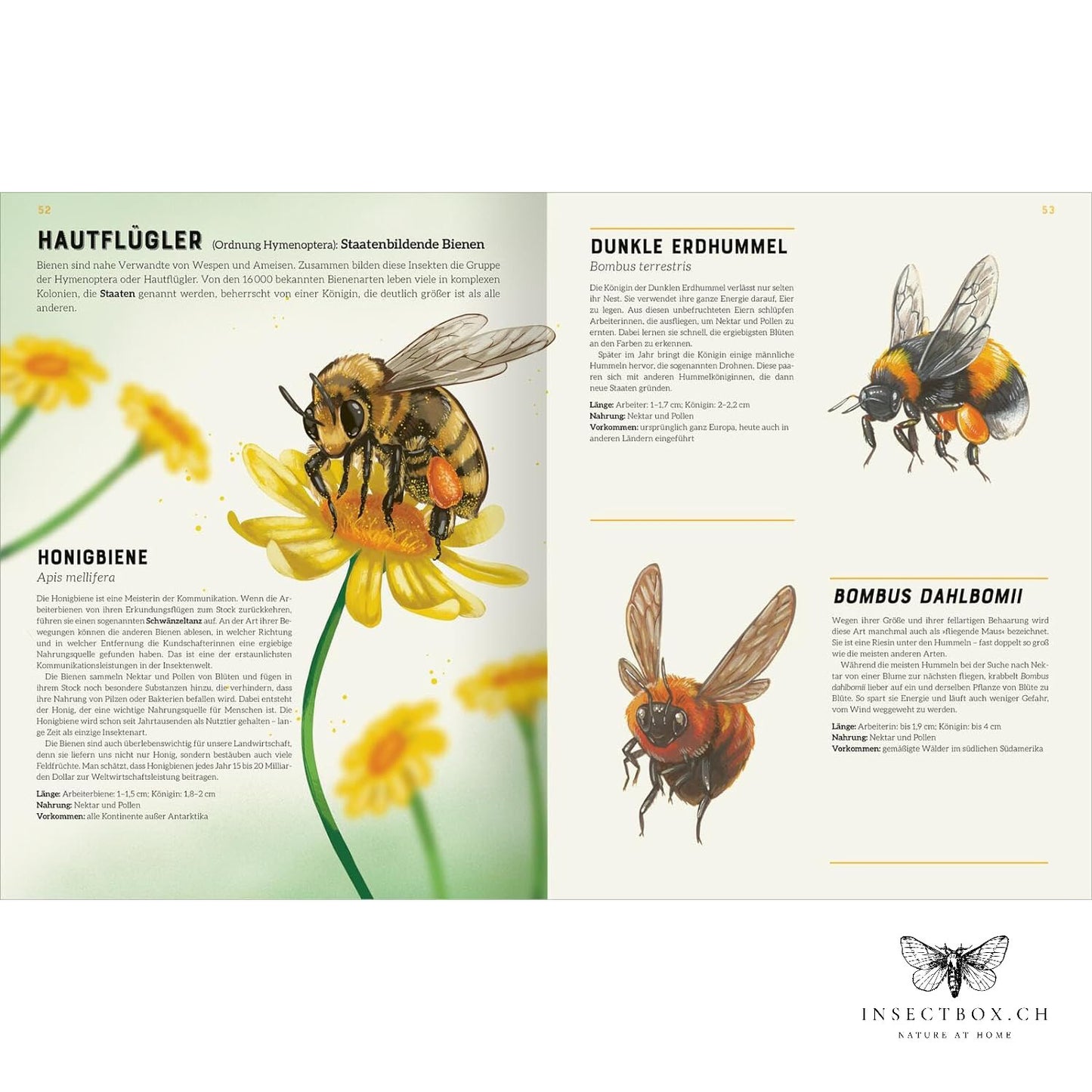 The big lexicon of insects (available again)