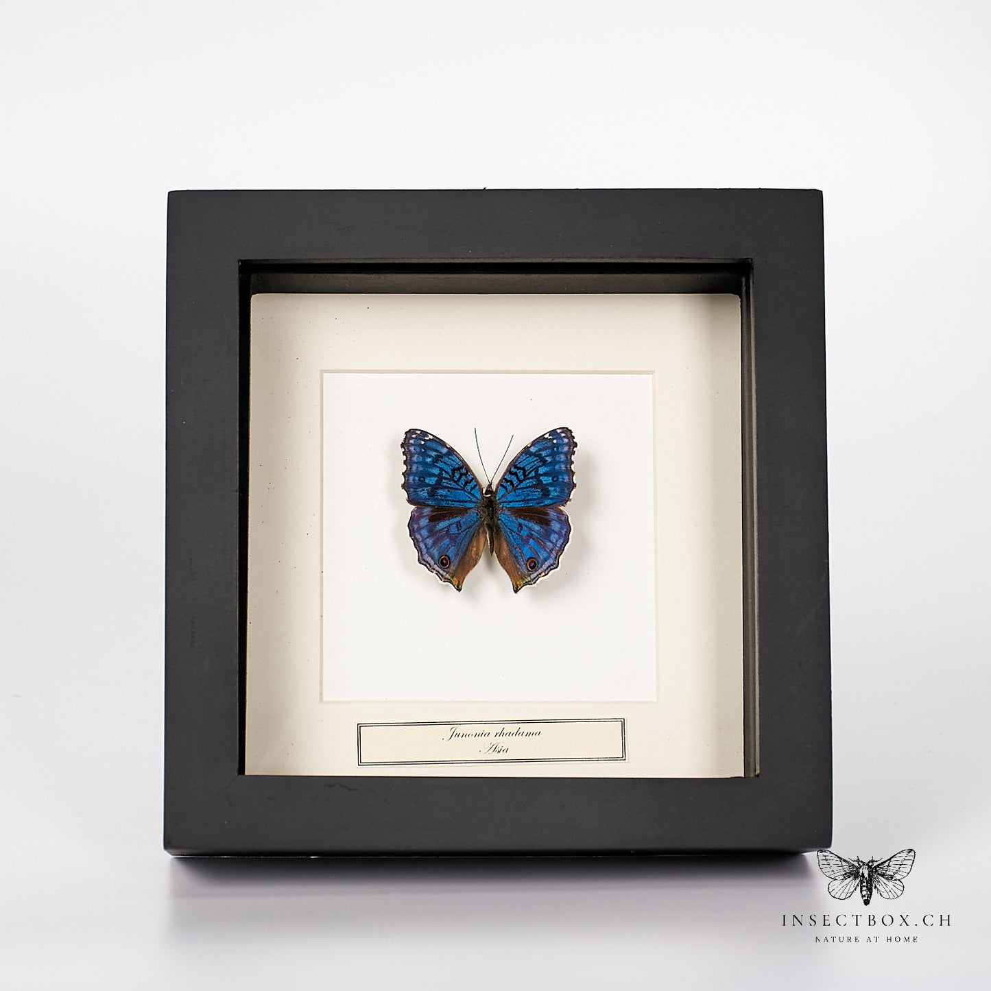 Rhadama butterfly - Junonia rhadama