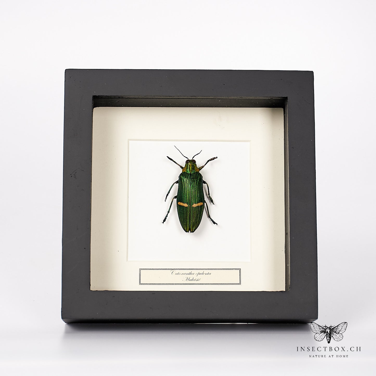Exotic jewel beetle - Catoxantha opulenta