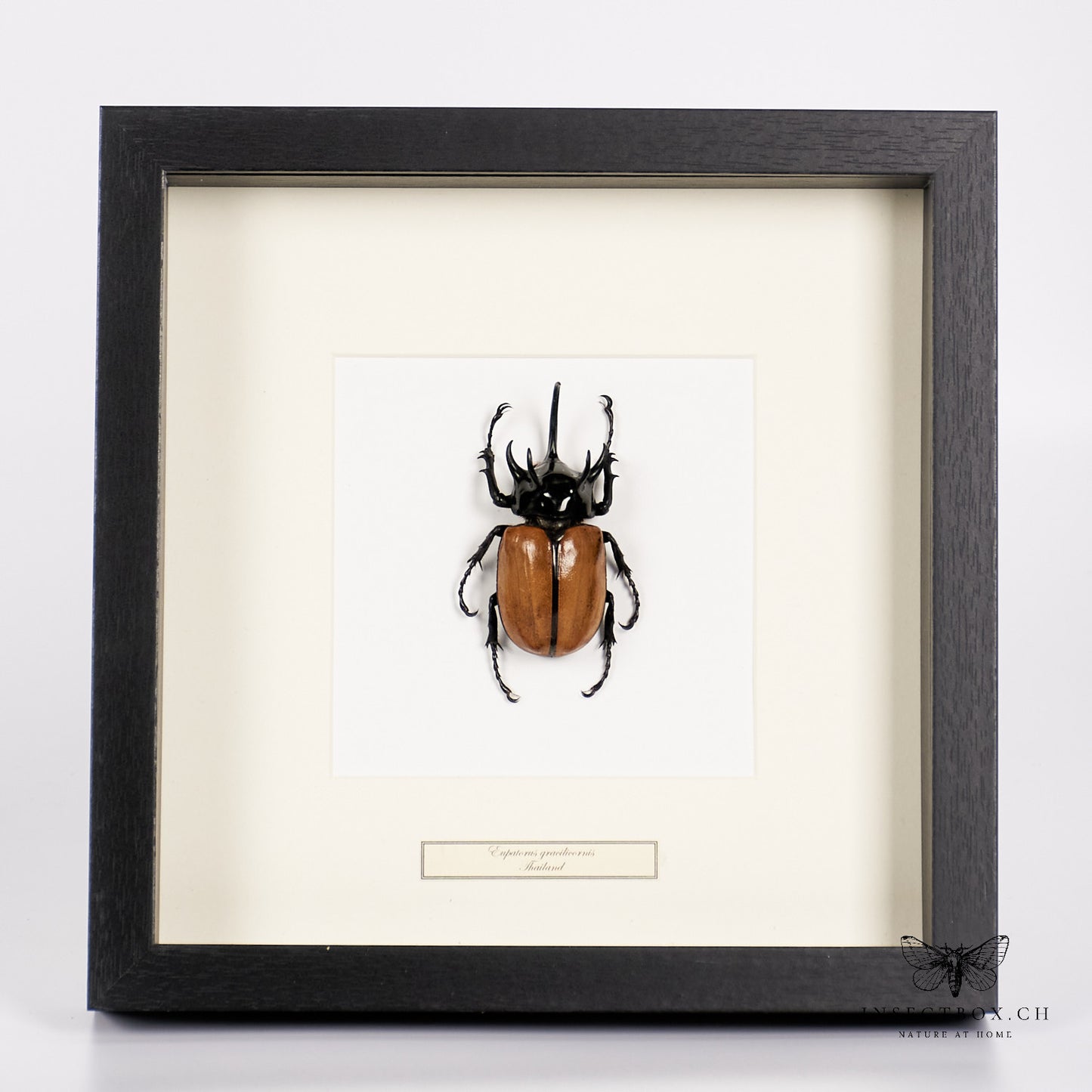 Rhinoceros beetle - eupatorus gracilicornis