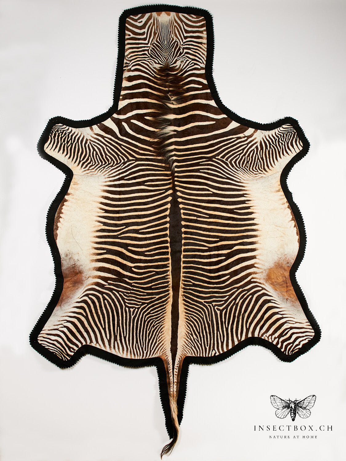 Zebrafell aus Namibia – exklusives Unikat