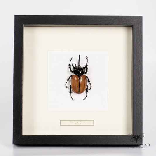 Rhinoceros beetle - eupatorus gracilicornis