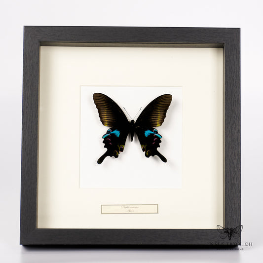 Antenor Swallowtail Butterfly - Papilio antenor