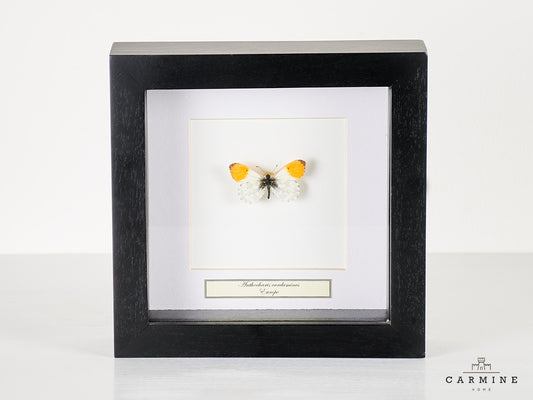 Aurora butterfly - Anthocharis cardamines