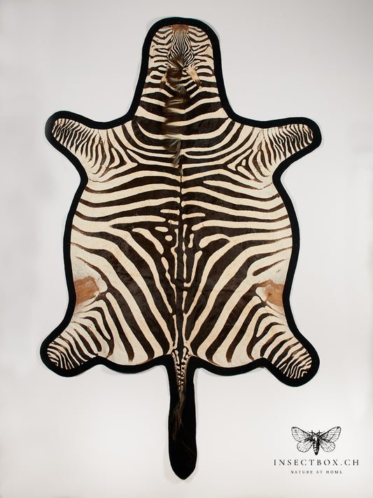 Zebrafell aus Namibia – exklusives Unikat