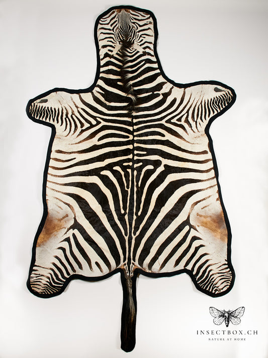 Zebrafell aus Namibia – exklusives Unikat